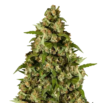 Kiwi Kush cannabisplant