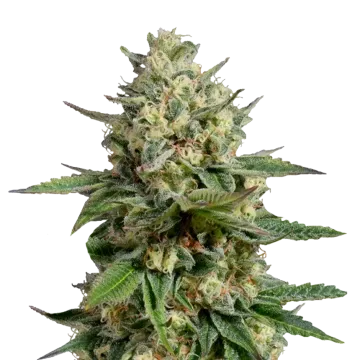 Kosher Kush cannabisplant