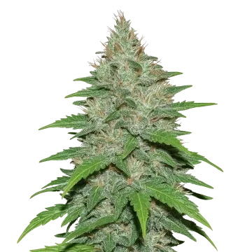 LA Confidential Auto cannabisplant