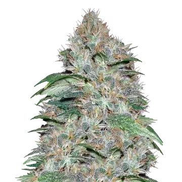 LA Confidential cannabisplant
