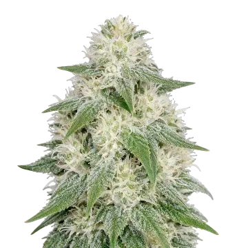 Lamb's Bread Auto cannabisplant