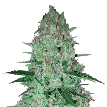 Larry OG cannabisplant