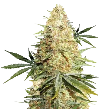 Legend OG cannabisplant