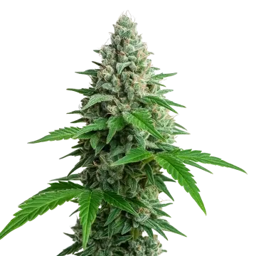 Lemon Cherry Gelato Auto cannabisplant