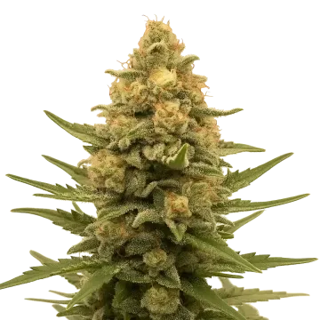 Lemon Auto cannabisplant