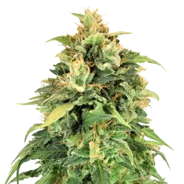 Lemon Skunk cannabisplant