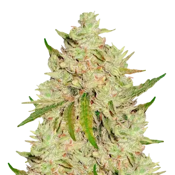 Lemon Tree cannabisplant