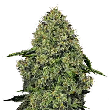 Lithium OG Kush cannabisplant
