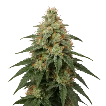 London Pound Cake cannabisplant