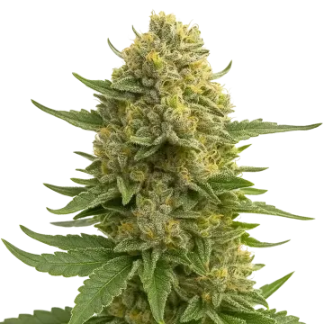 Love Potion Auto cannabisplant