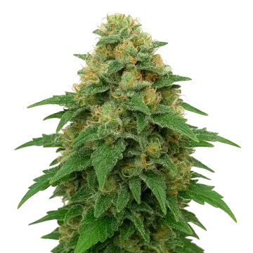 Lowryder Auto cannabisplant