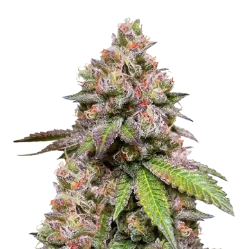 LSD cannabisplant