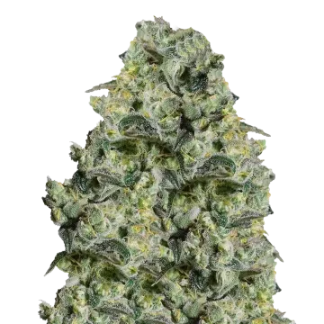MAC 1 cannabisplant