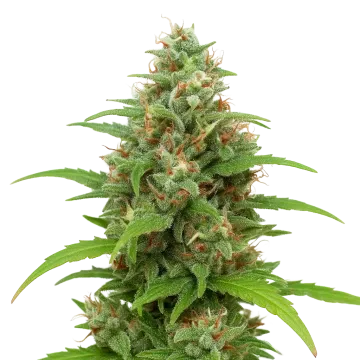 Magnum Auto cannabisplant