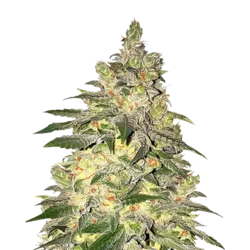 Mamba Negra CBD cannabisplant