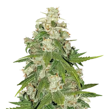 Mamba Negra CBG cannabisplant