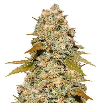 Maple Leaf cannabisplant