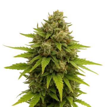 Maui Waui Auto cannabisplant
