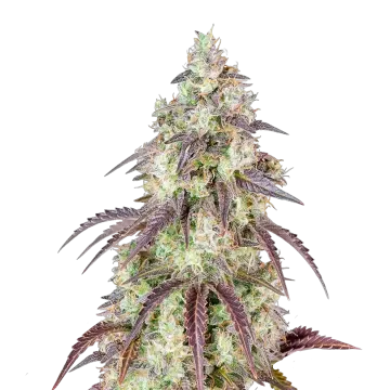 Mendo Breath cannabisplant