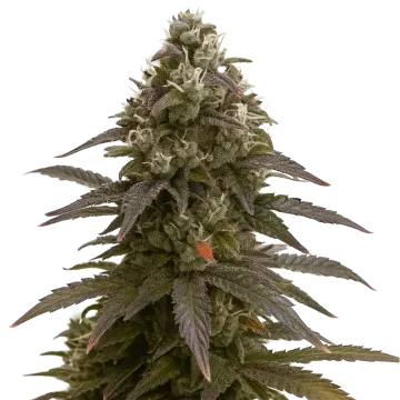 Mimosa Auto cannabisplant