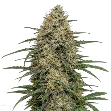 Moby Dick cannabisplant