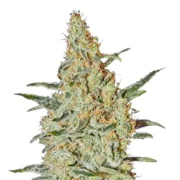 Neville's Haze cannabisplant