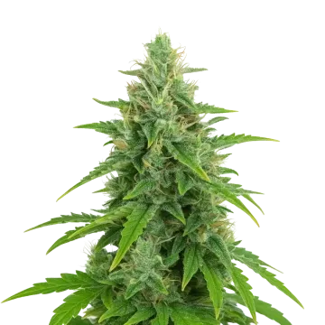 OG Kush Auto cannabisplant