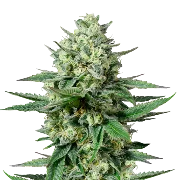 OG Kush CBD cannabisplant
