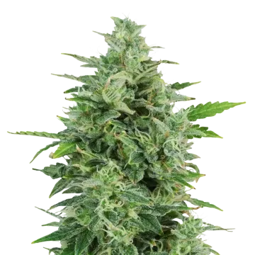 OG Kush cannabisplant
