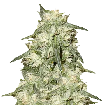 Oreoz cannabisplant