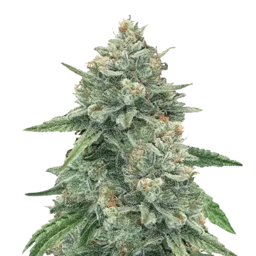 Original Glue cannabisplant