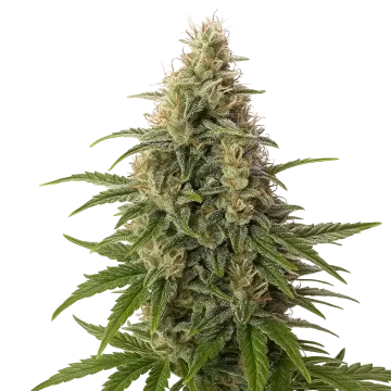 Peanut Butter Breath Auto cannabisplant