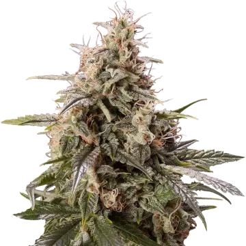 Peanut Butter Breath cannabisplant