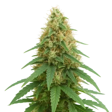 Pineapple Express Auto cannabisplant