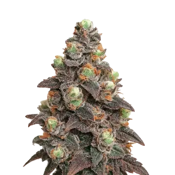 Pink Rozay Auto cannabisplant