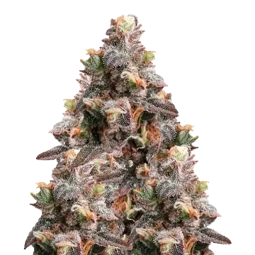 Pink Rozay cannabisplant