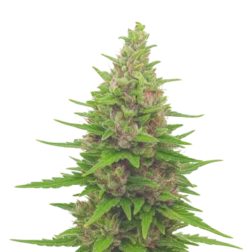 Pink Runtz Auto cannabisplant