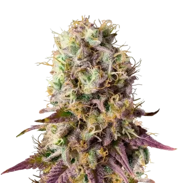 Pinkman Goo cannabisplant