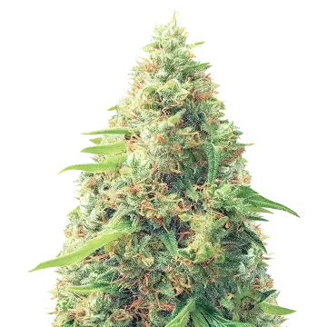 Pixie Dust cannabisplant