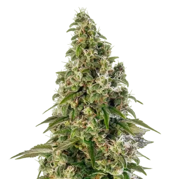 Platinum Cookies cannabisplant