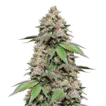 Plushberry Auto cannabisplant