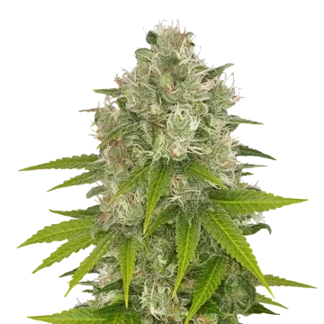 Power Kush cannabisplant