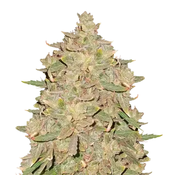 Pure Indica cannabisplant
