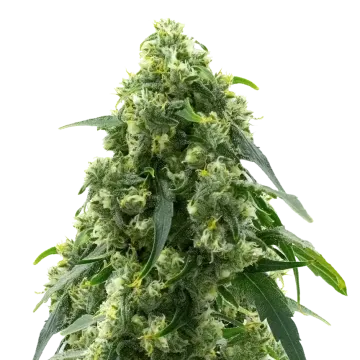 Pure Power Plant cannabisplant