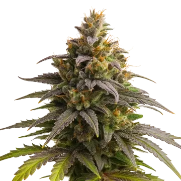 Purple Punch Auto cannabisplant