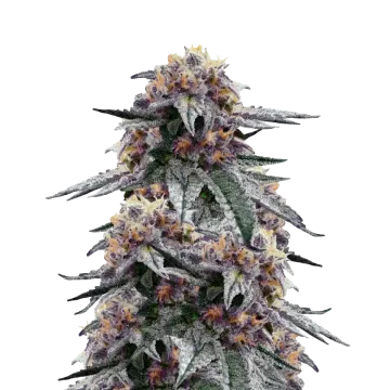 Purple Urkle cannabisplant