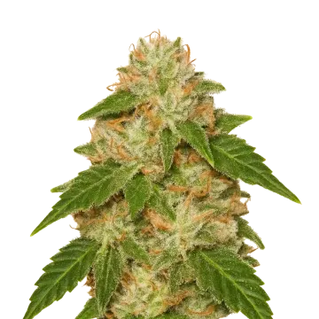 Rainbow Auto cannabisplant