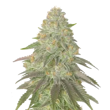 Rainbow Belts cannabisplant