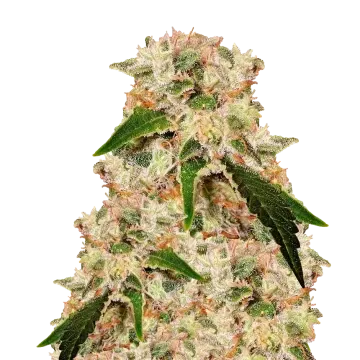 Rainbow cannabisplant
