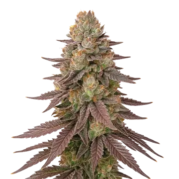 Red Devil Auto cannabisplant